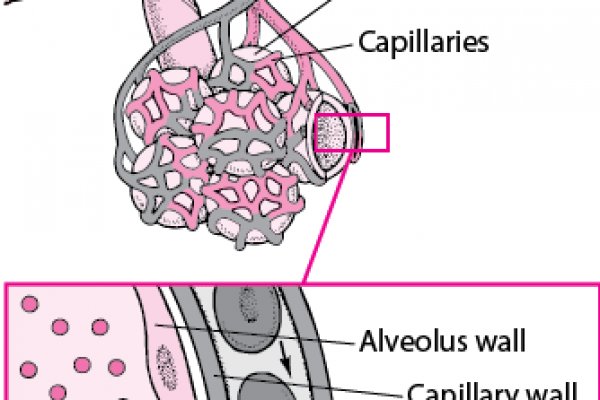 Клир ссылка на блэкспрут bs2web top