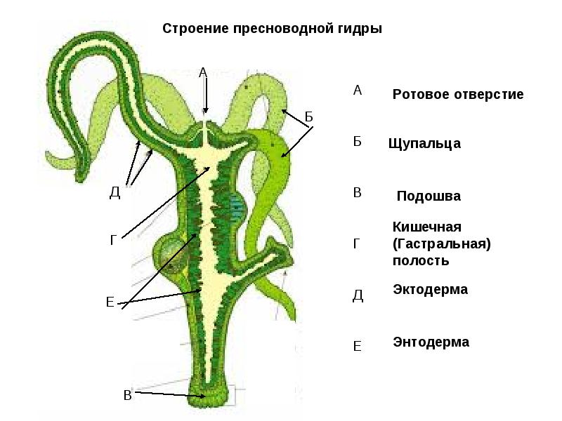 Блэк спрут не работает сегодня почему